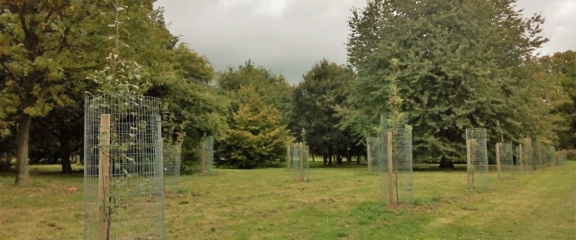 Woodhall community orchard